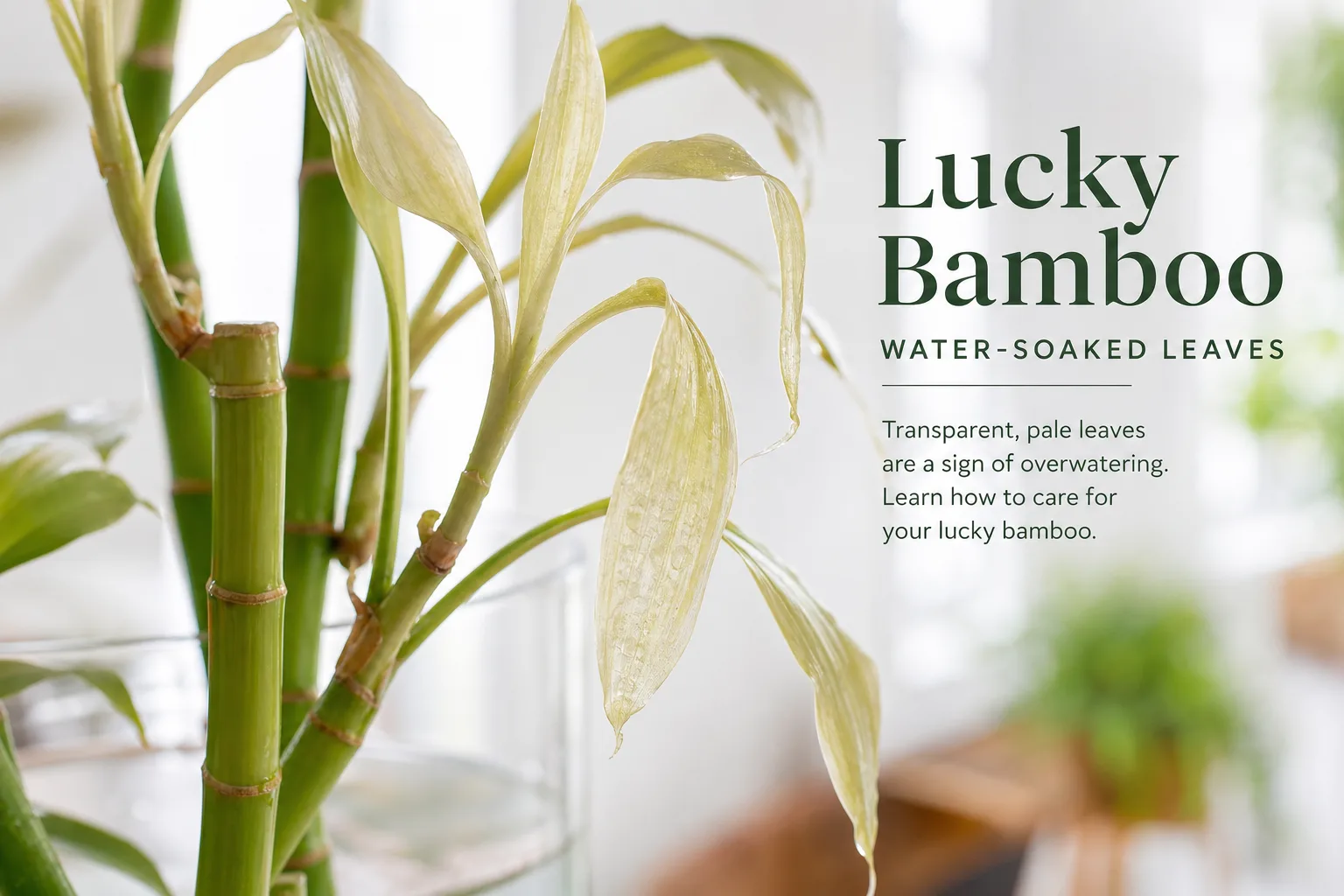 Transparent Leaves on Lucky Bamboo - visible symptom on the plant