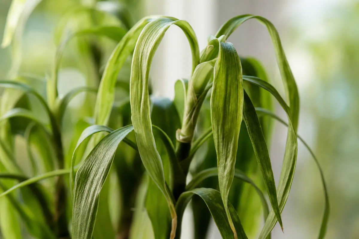 Close-up of Water Stress on Lucky Bamboo - diagnostic detail