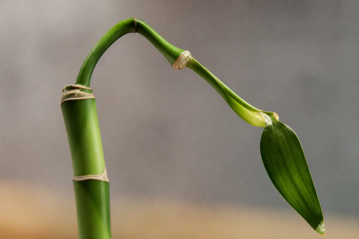 Close-up of Weak Stems on Lucky Bamboo - diagnostic detail