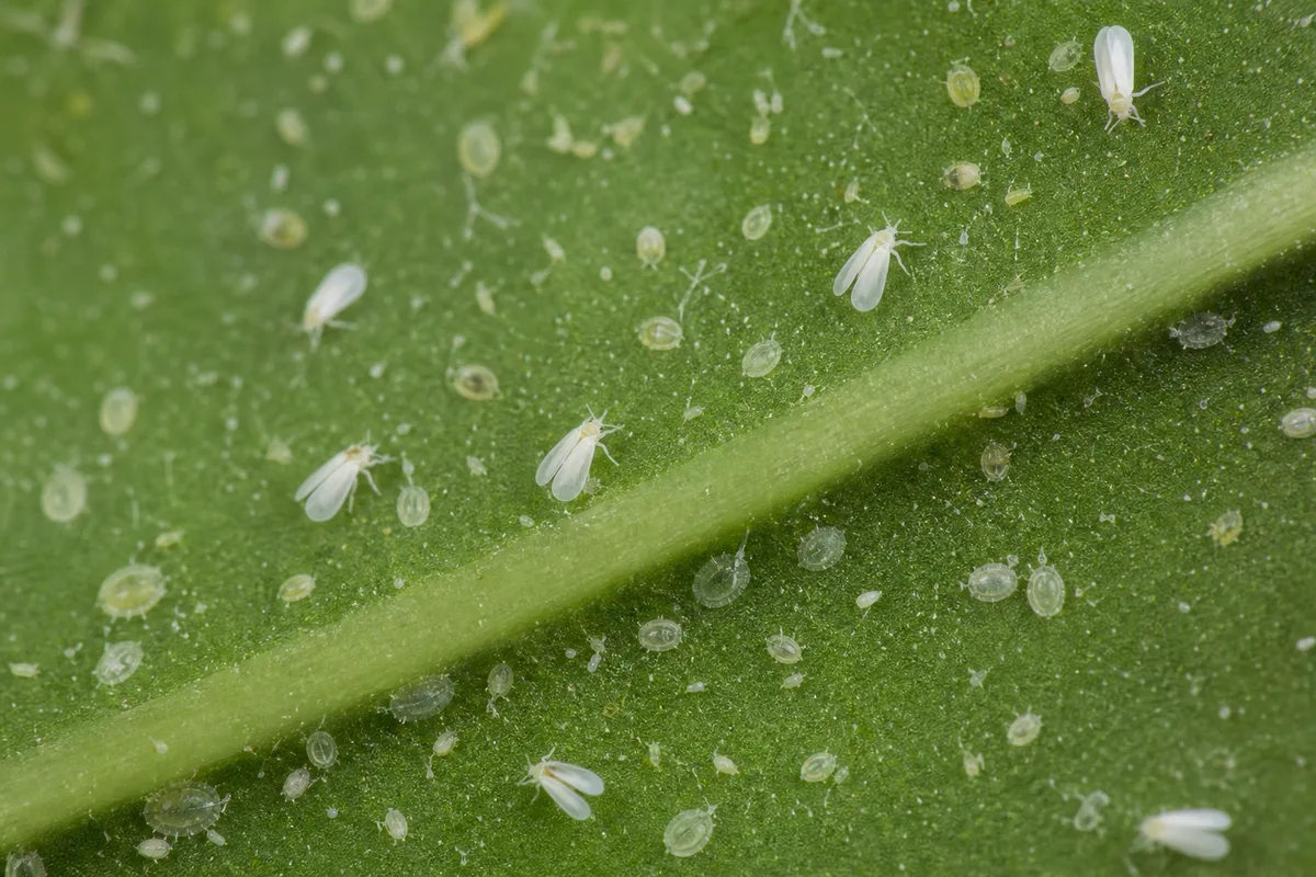 Close-up of Whiteflies on Lucky Bamboo - diagnostic detail