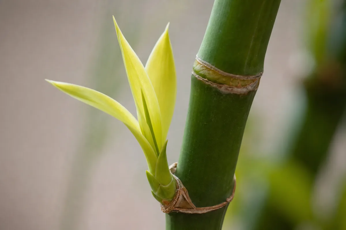 Close-up of Yellow Seedlings on Lucky Bamboo - diagnostic detail