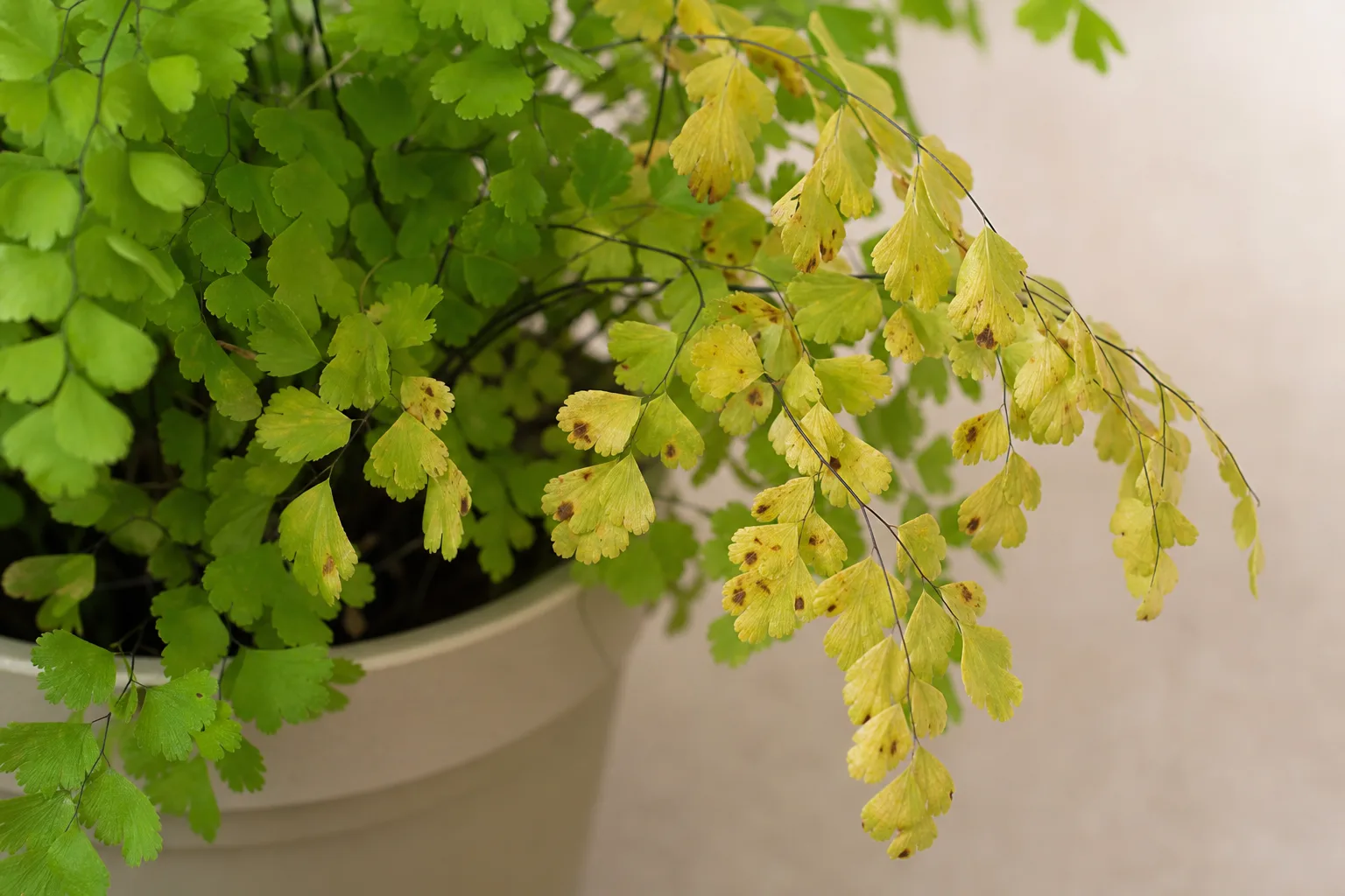 Bacterial Wilt on Maidenhair Fern - visible symptom on the plant