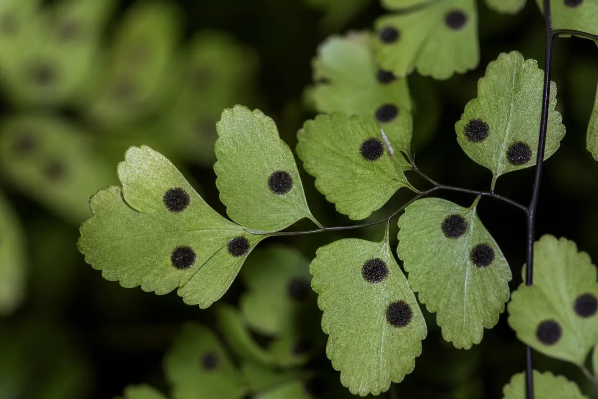 Close-up of Black Spots on Maidenhair Fern - diagnostic detail