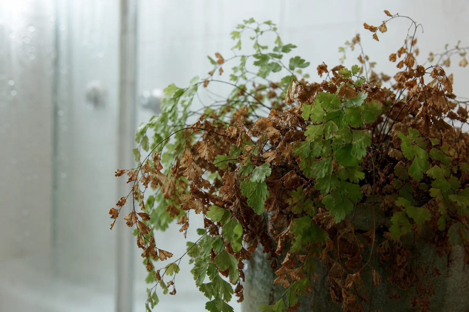 Blight on Maidenhair Fern - visible symptom on the plant