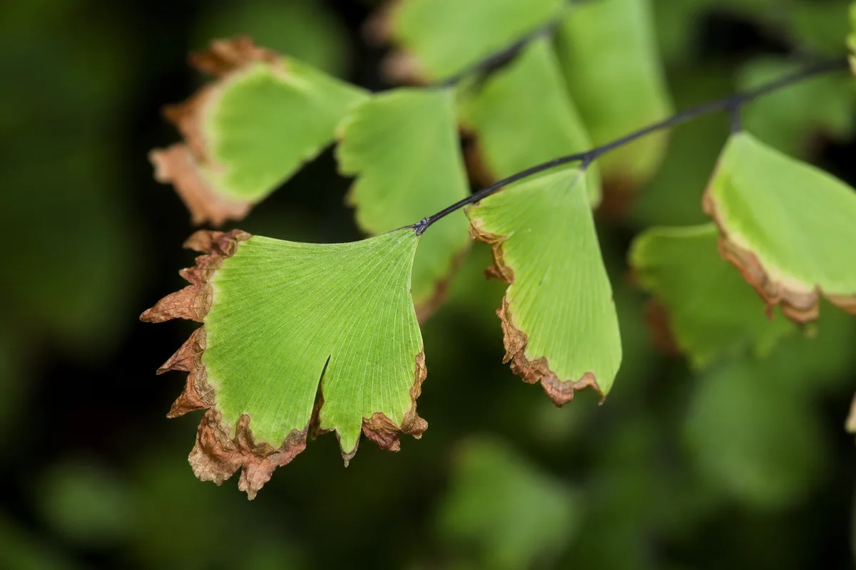 Close-up of Brown Tips on Maidenhair Fern - diagnostic detail