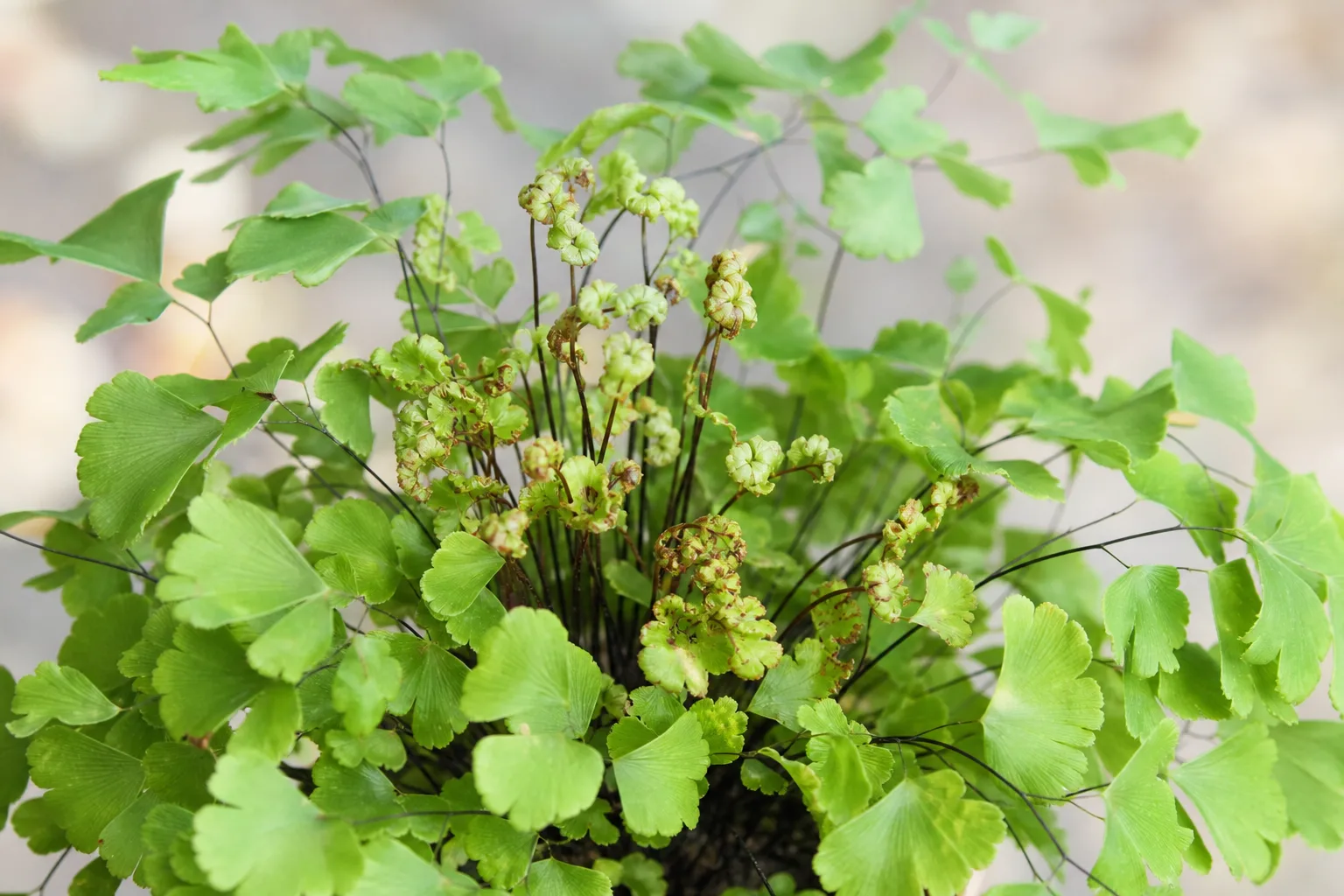 Calcium Deficiency on Maidenhair Fern - visible symptom on the plant