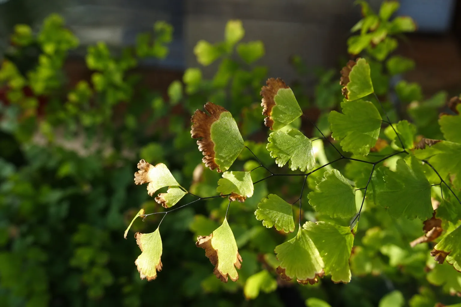 Chemical Damage on Maidenhair Fern - visible symptom on the plant