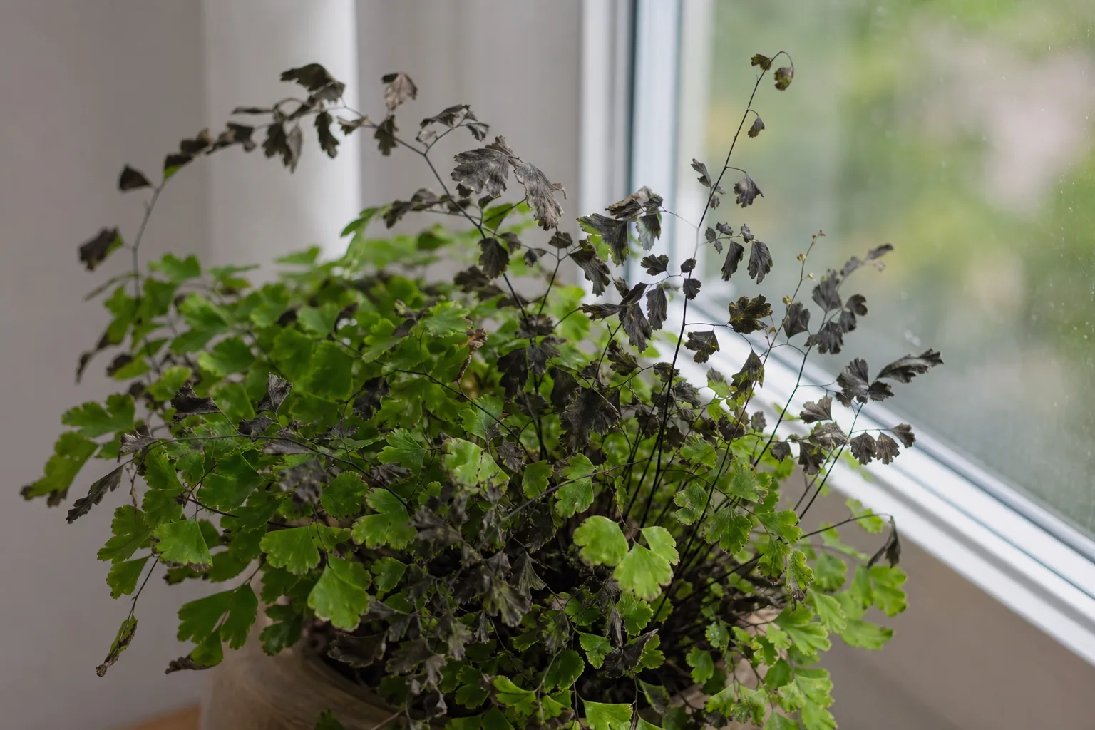 Cold Damage on Maidenhair Fern - visible symptom on the plant