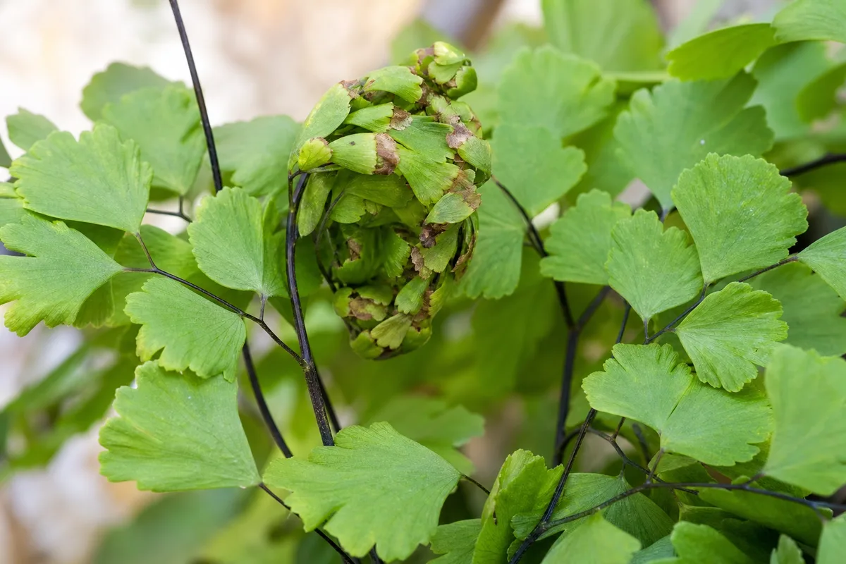 Close-up of Deformed New Growth on Maidenhair Fern - diagnostic detail