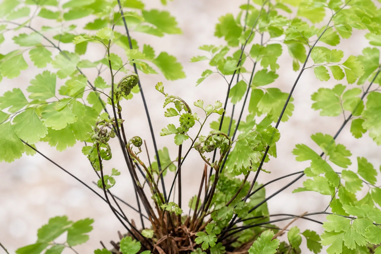 Deformed New Growth on Maidenhair Fern - visible symptom on the plant