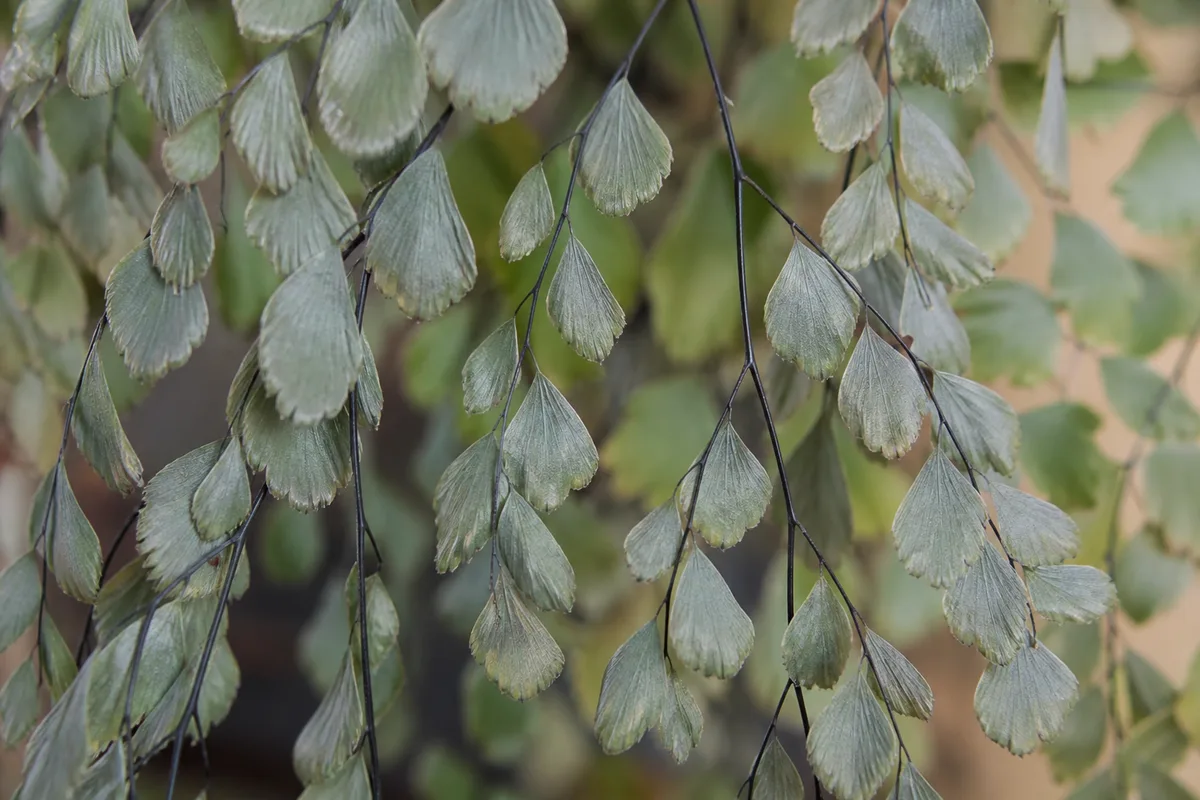 Close-up of Drooping Leaves on Maidenhair Fern - diagnostic detail