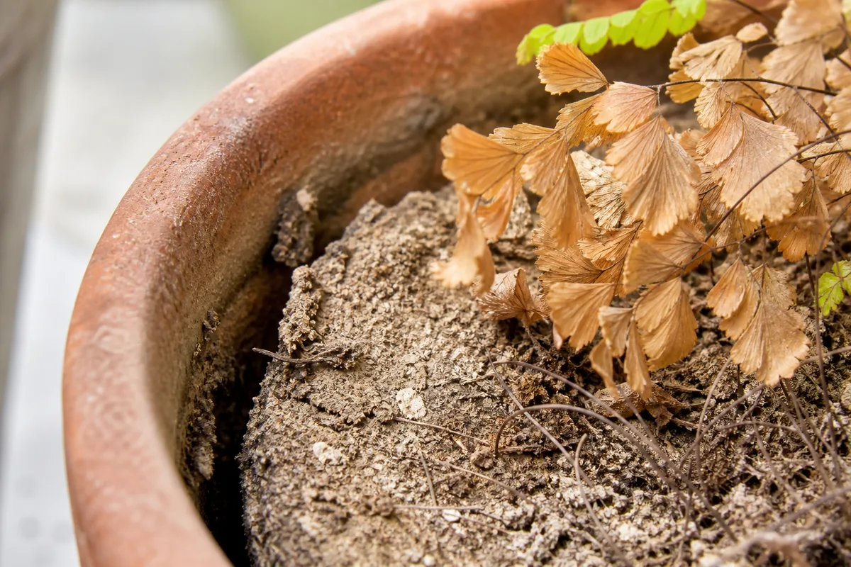 Close-up of Dry Hydrophobic Soil on Maidenhair Fern - diagnostic detail