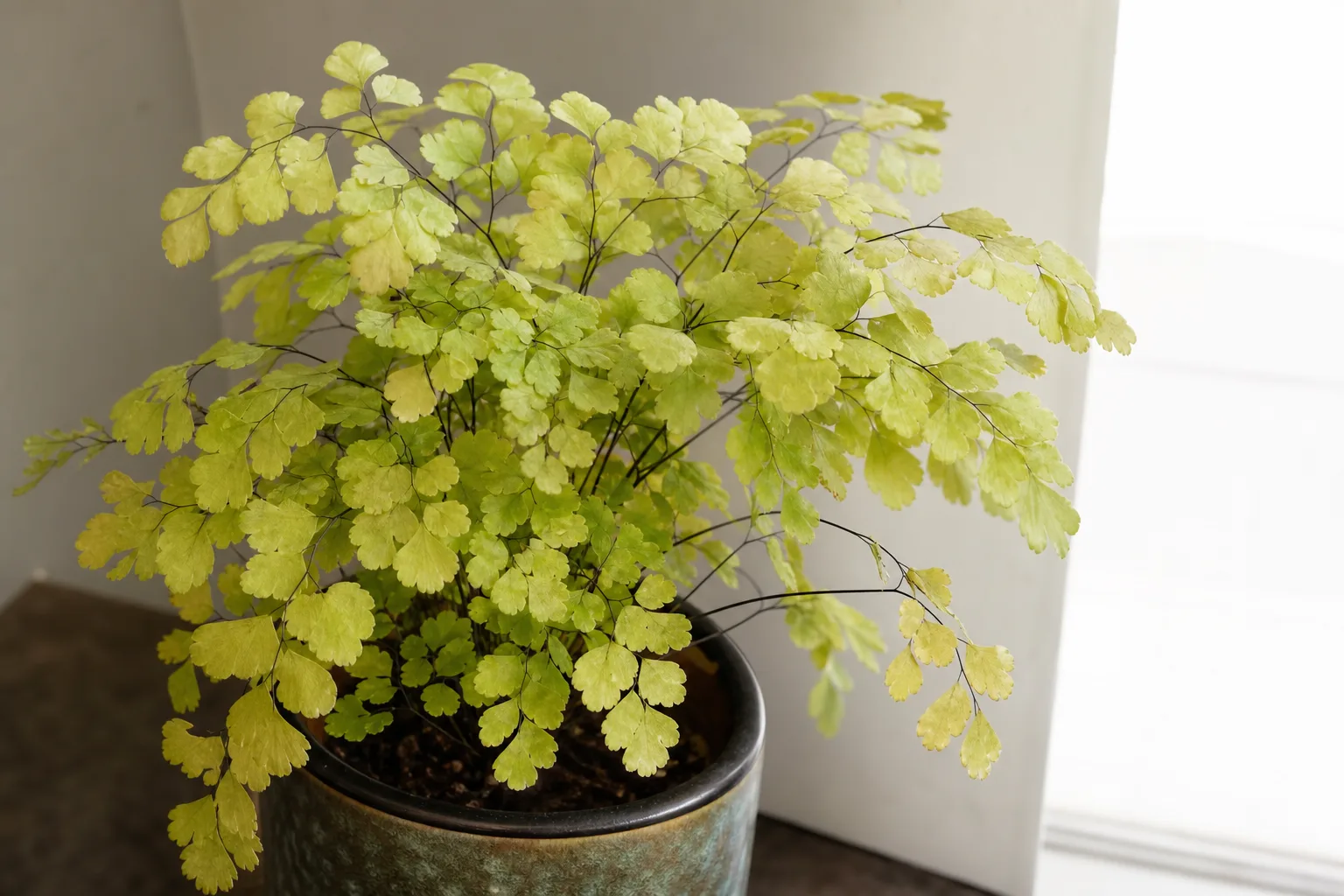 Faded Leaves on Maidenhair Fern - visible symptom on the plant