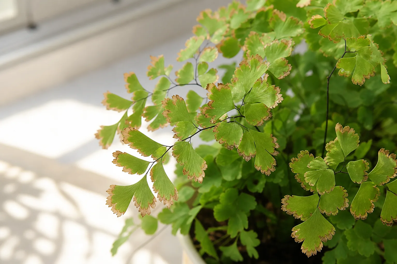 Fertilizer Burn on Maidenhair Fern - visible symptom on the plant