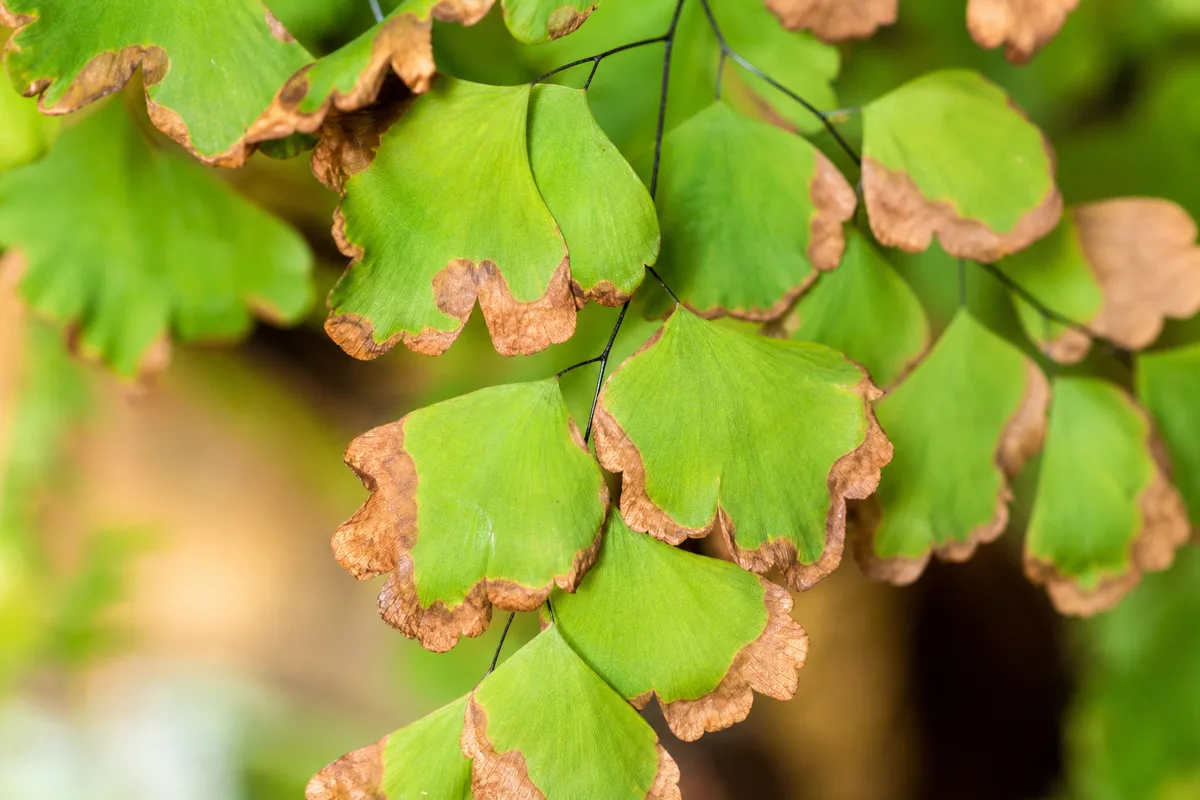 Close-up of Heat Stress on Maidenhair Fern - diagnostic detail