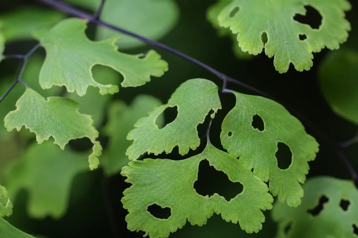 Close-up of Holes in Leaves on Maidenhair Fern - diagnostic detail