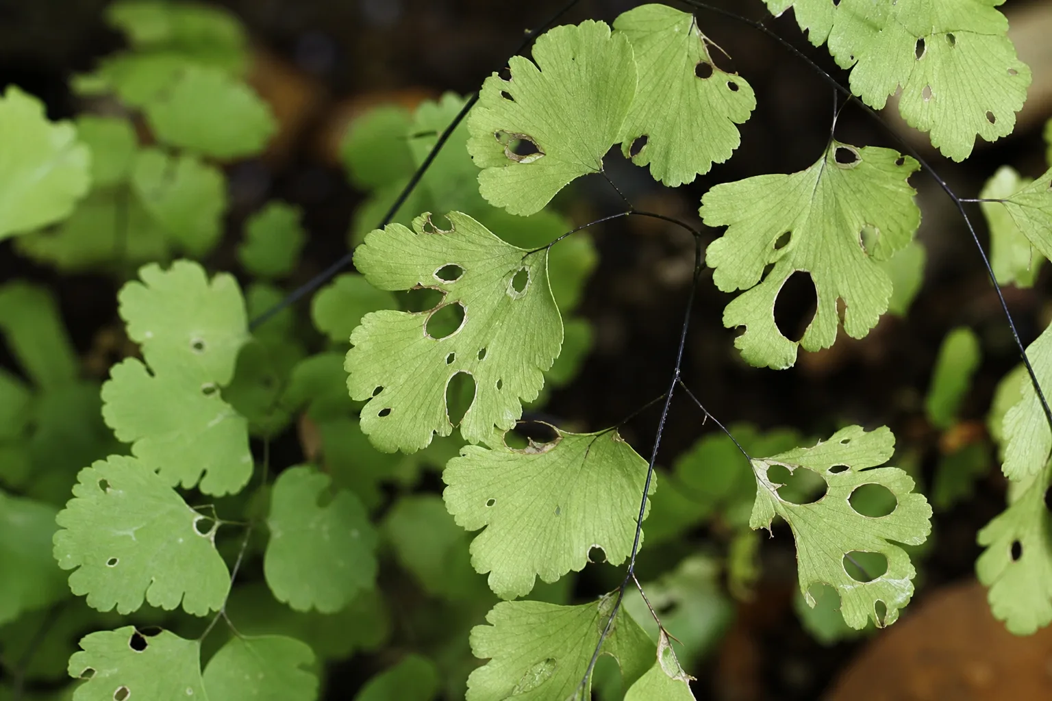 Holes in Leaves on Maidenhair Fern - visible symptom on the plant