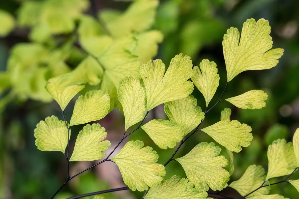 Close-up of Iron Deficiency on Maidenhair Fern - diagnostic detail