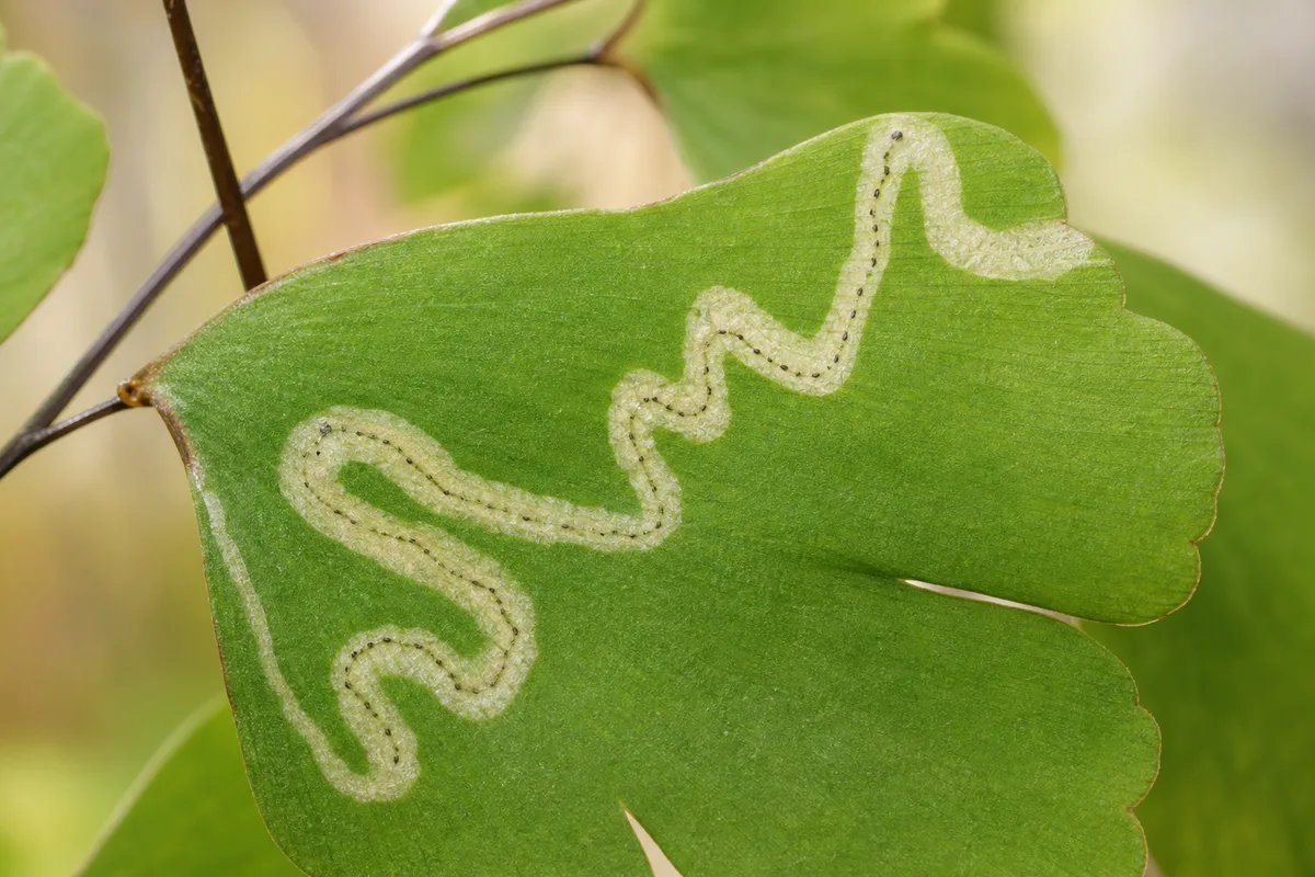 Close-up of Leaf Miners on Maidenhair Fern - diagnostic detail