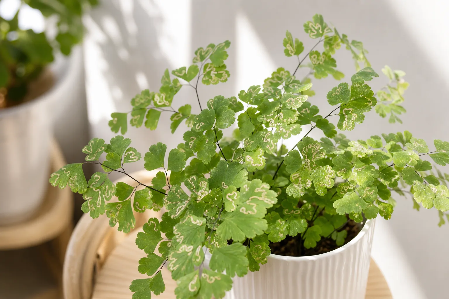 Leaf Miners on Maidenhair Fern - visible symptom on the plant
