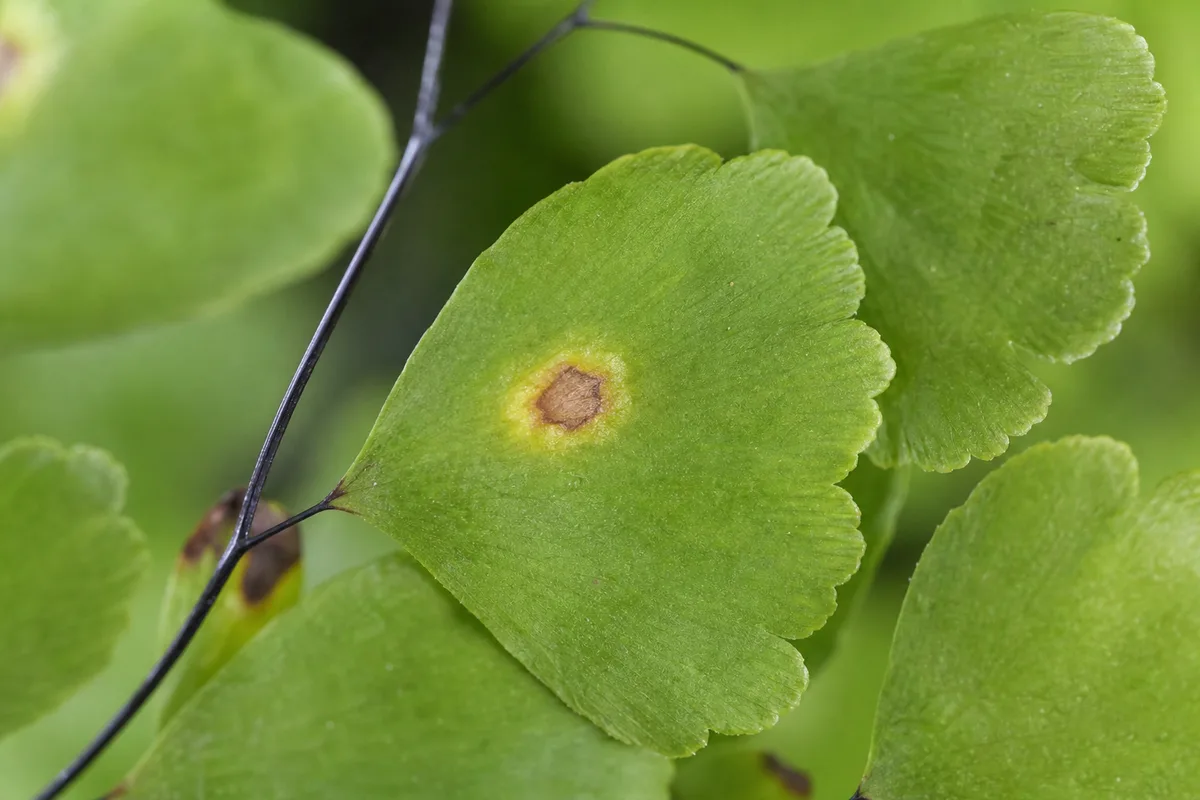 Close-up of Leaf Spot Disease on Maidenhair Fern - diagnostic detail