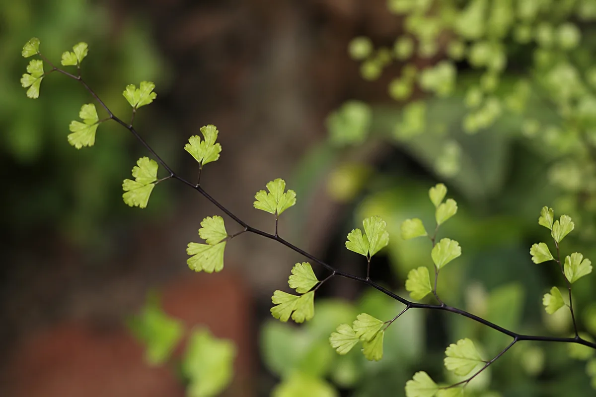 Close-up of Leggy Growth on Maidenhair Fern - diagnostic detail