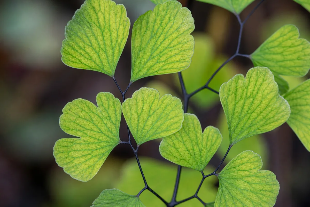 Close-up of Magnesium Deficiency on Maidenhair Fern - diagnostic detail