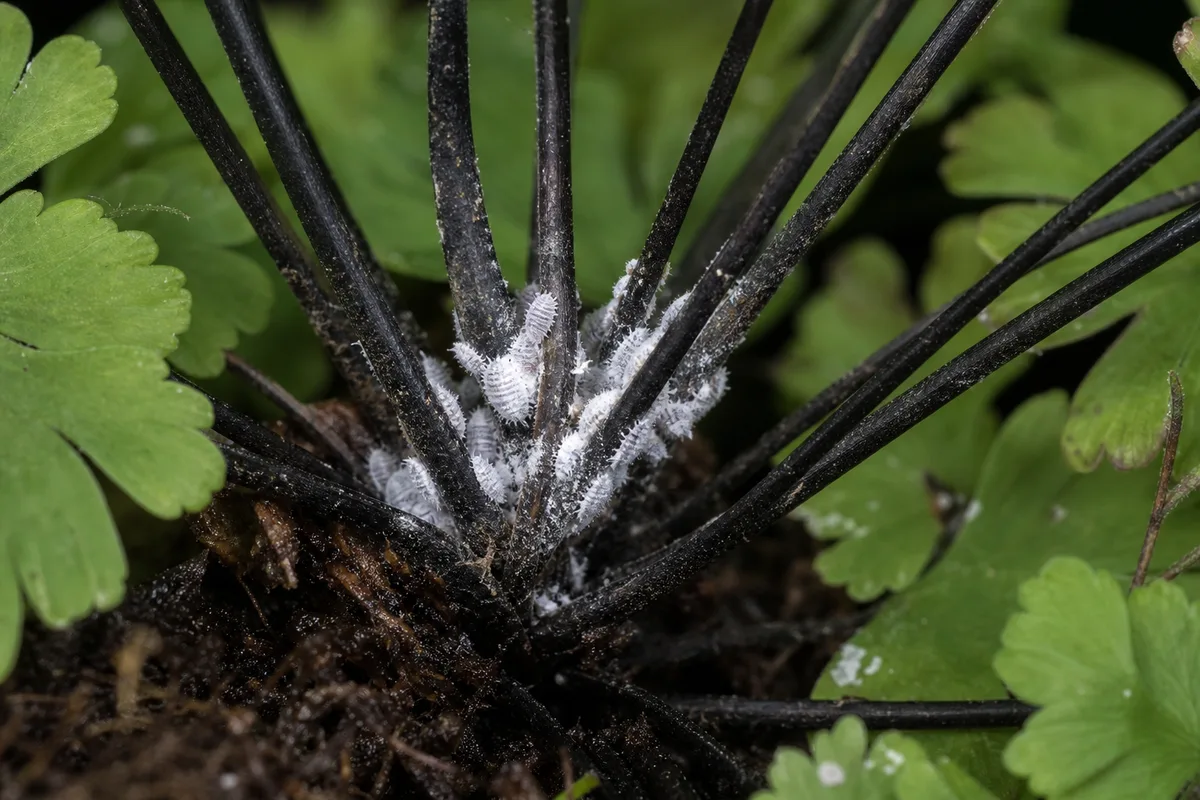 Close-up of Mealybugs on Maidenhair Fern - diagnostic detail
