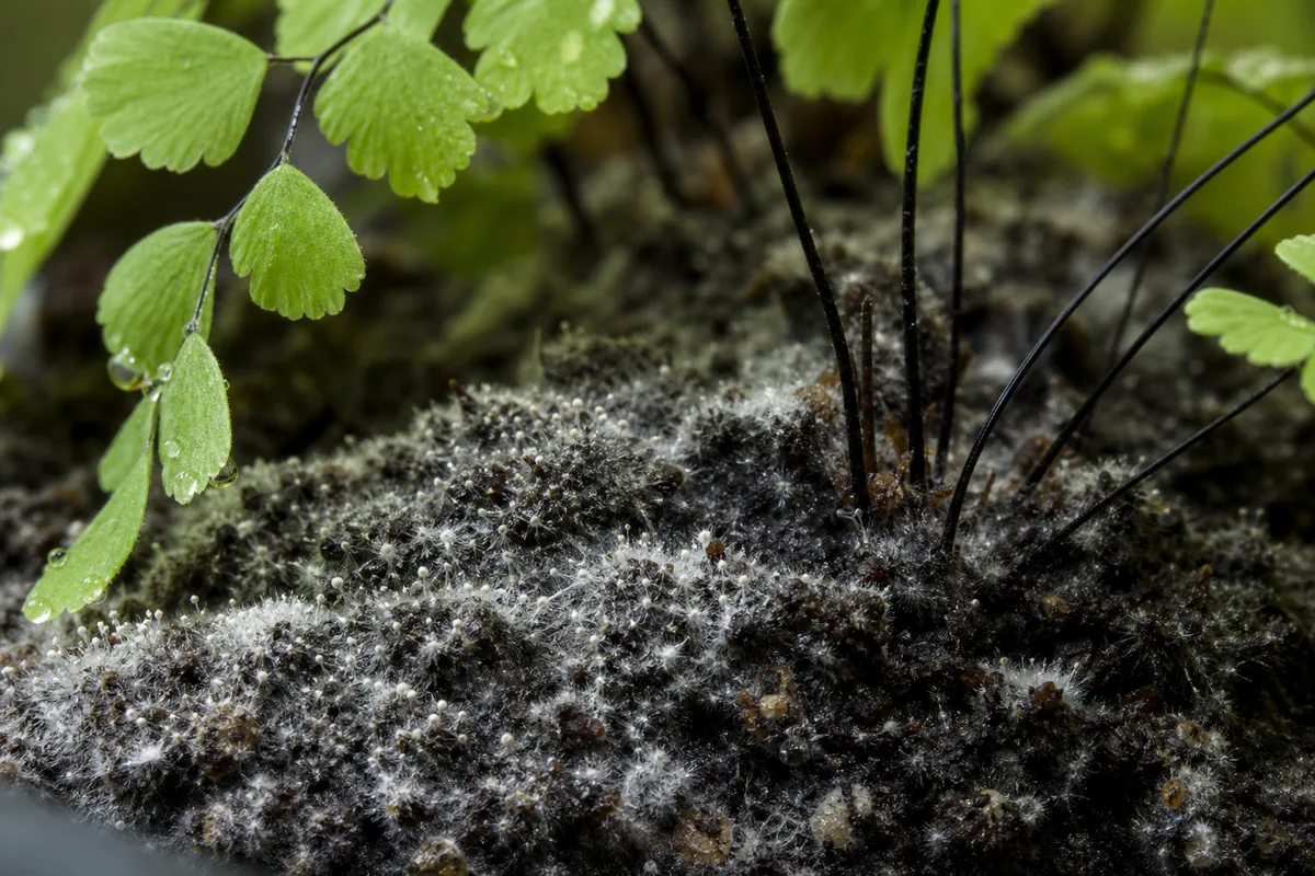 Close-up of Mold on Soil on Maidenhair Fern - diagnostic detail