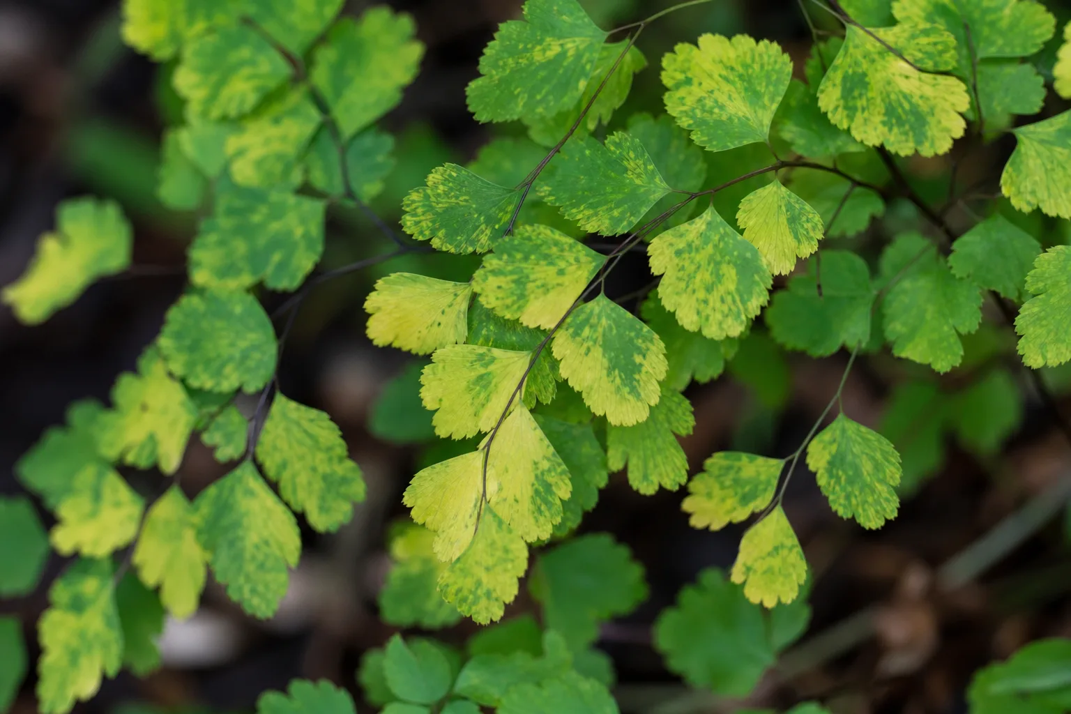 Mosaic Virus on Maidenhair Fern - visible symptom on the plant