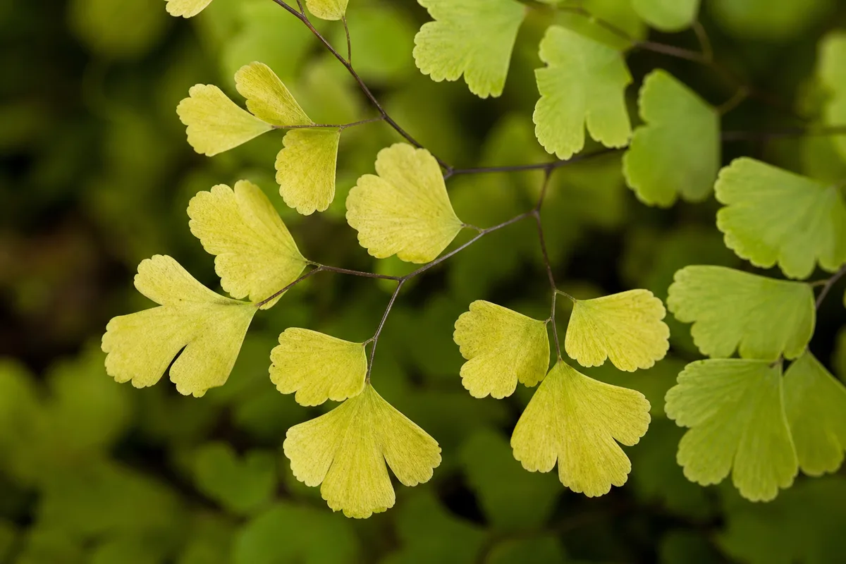Close-up of Nitrogen Deficiency on Maidenhair Fern - diagnostic detail
