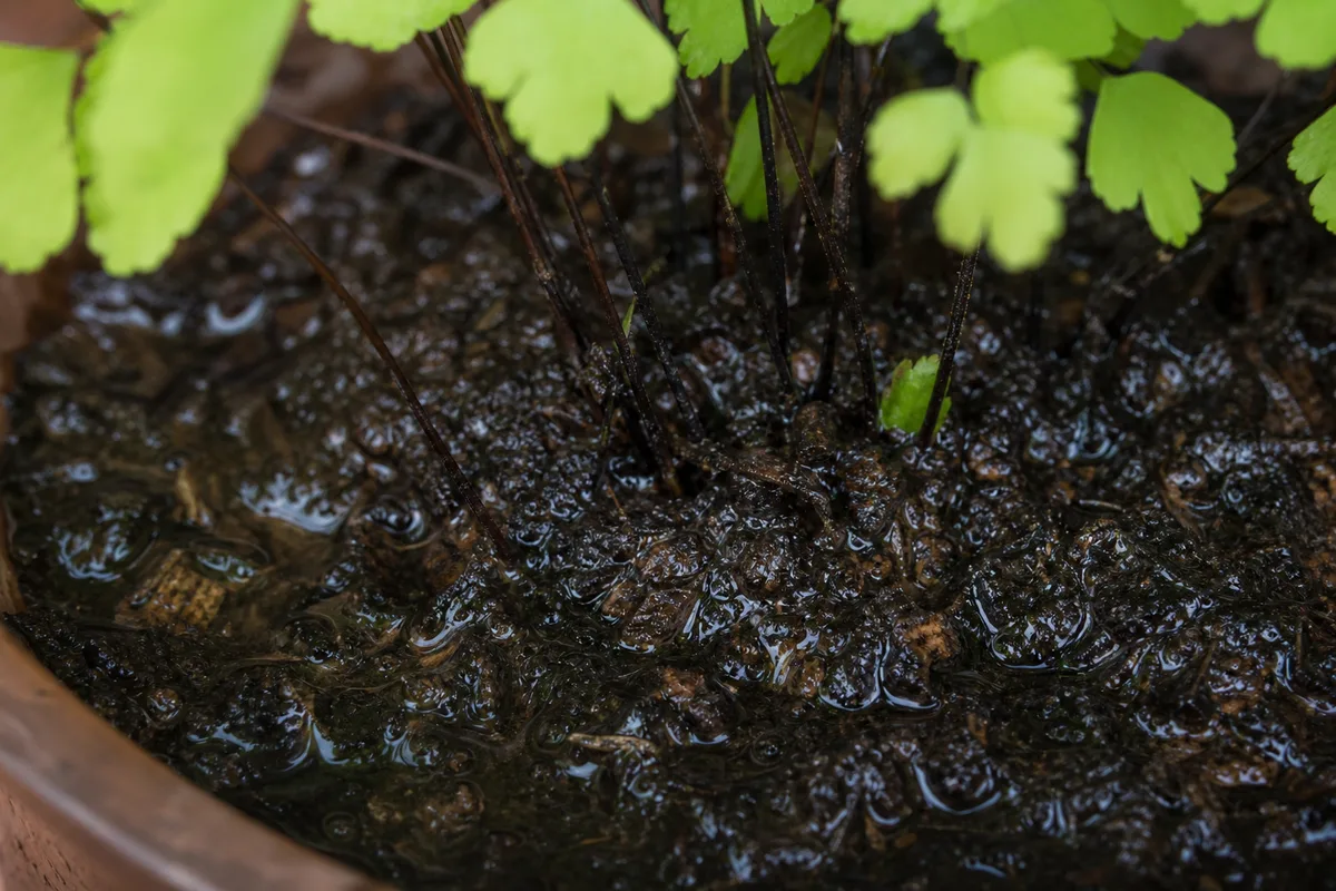 Close-up of No Drainage Hole on Maidenhair Fern - diagnostic detail
