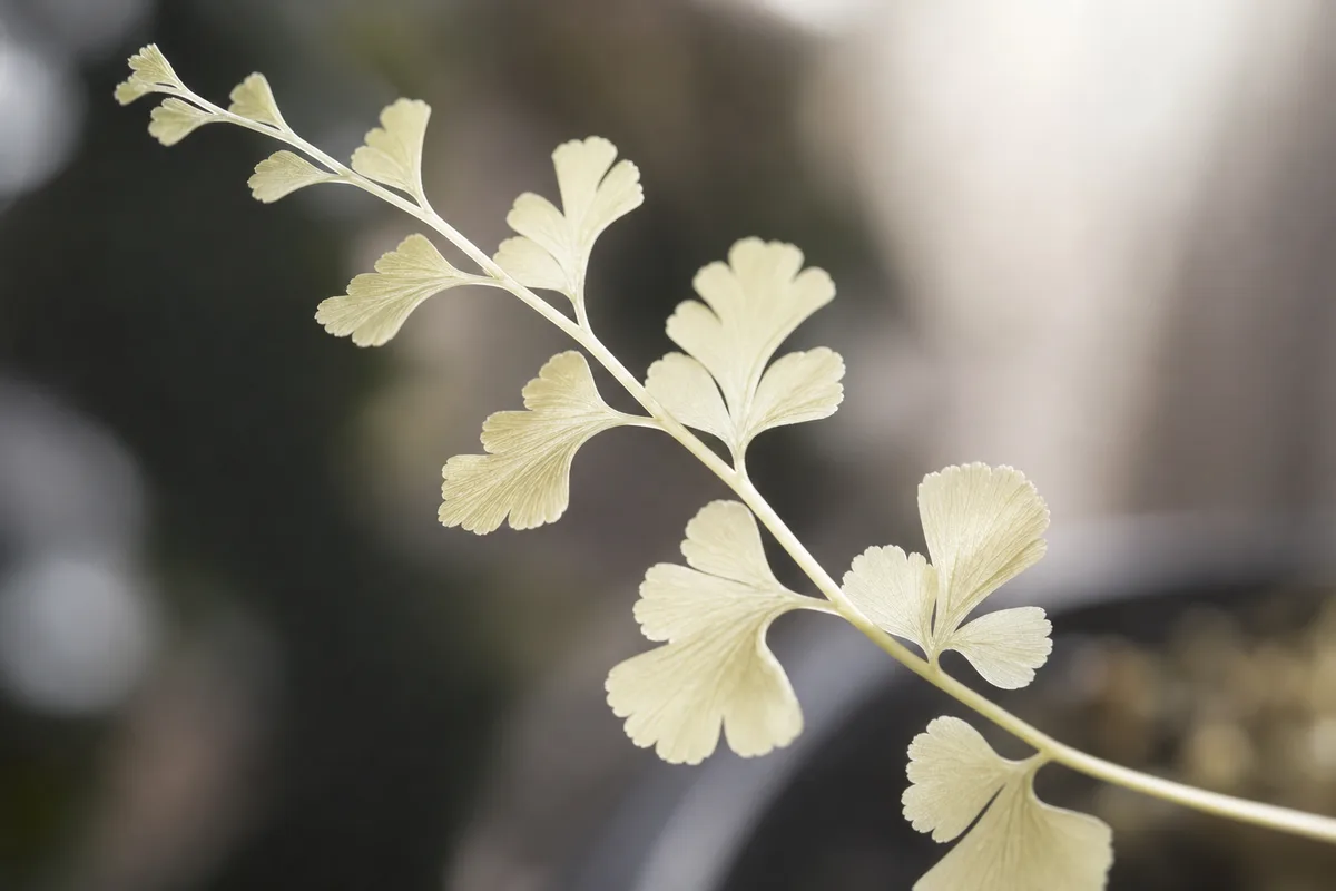 Close-up of Not Enough Light on Maidenhair Fern - diagnostic detail