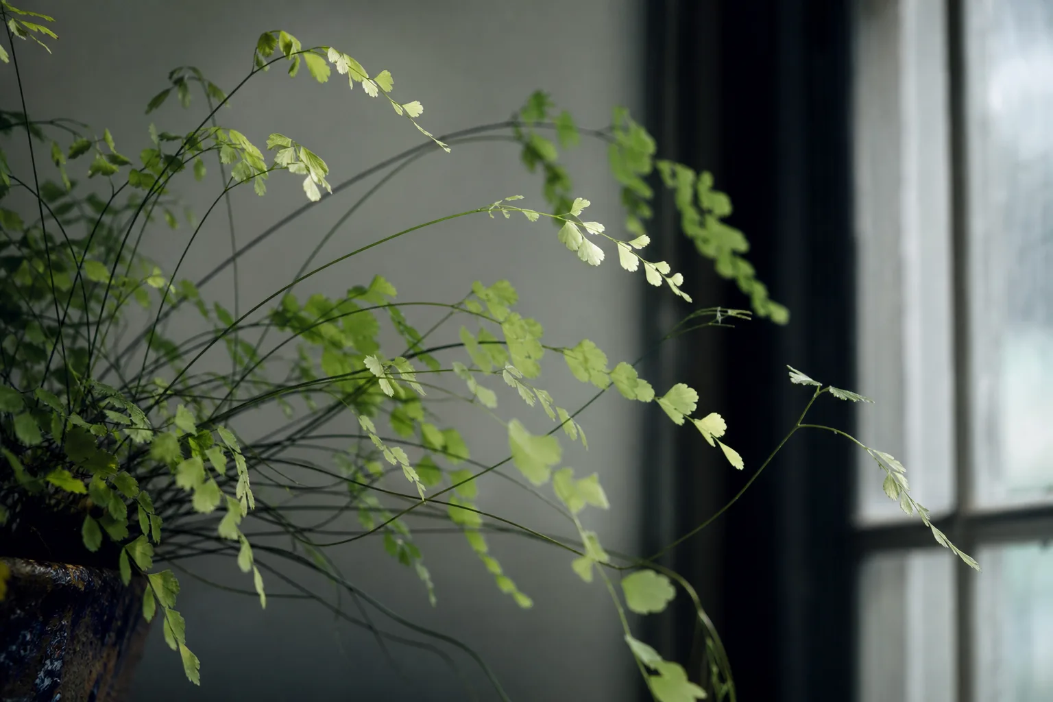 Not Enough Light on Maidenhair Fern - visible symptom on the plant