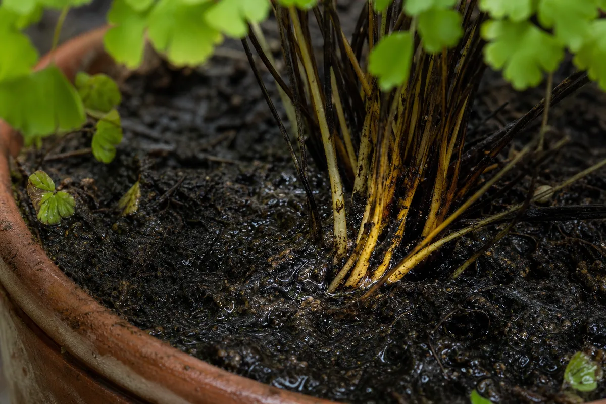 Close-up of Poor Drainage on Maidenhair Fern - diagnostic detail
