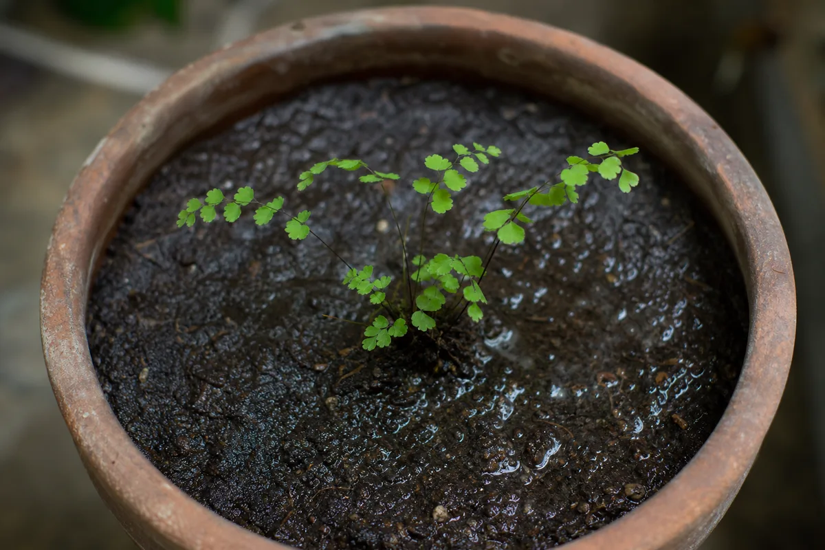 Close-up of Pot Too Large on Maidenhair Fern - diagnostic detail