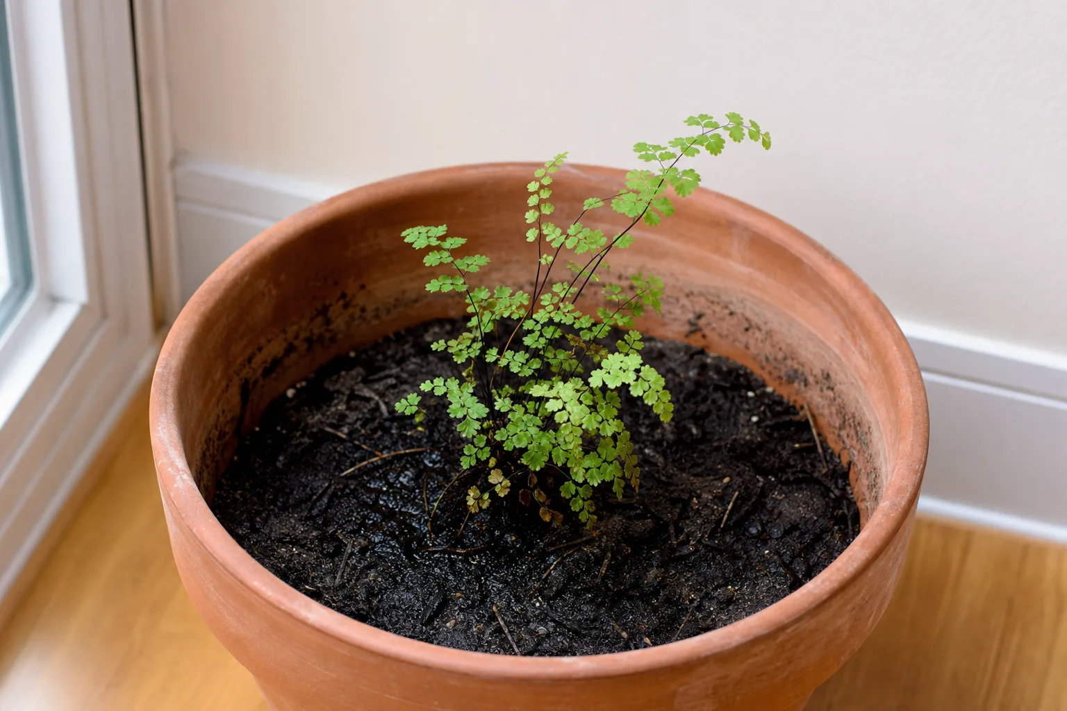 Pot Too Large on Maidenhair Fern - visible symptom on the plant