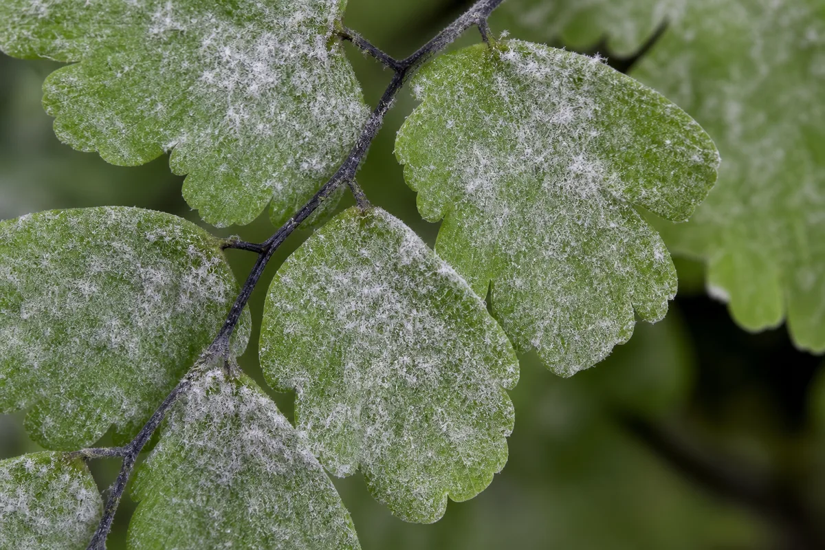 Close-up of Powdery Mildew on Maidenhair Fern - diagnostic detail