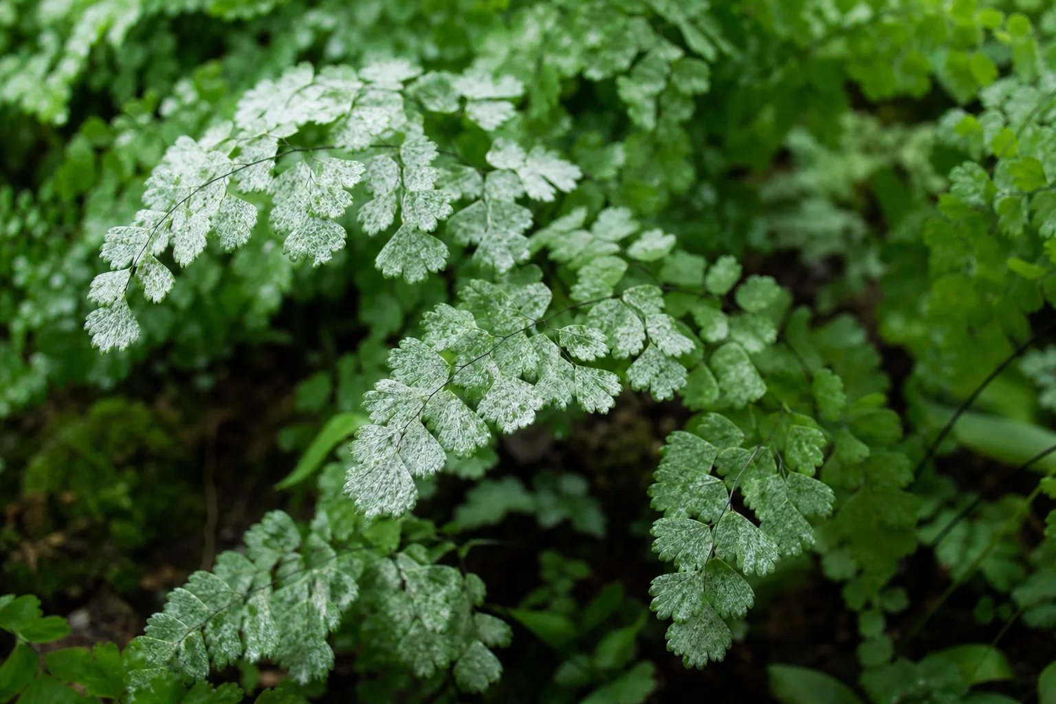 Powdery Mildew on Maidenhair Fern - visible symptom on the plant
