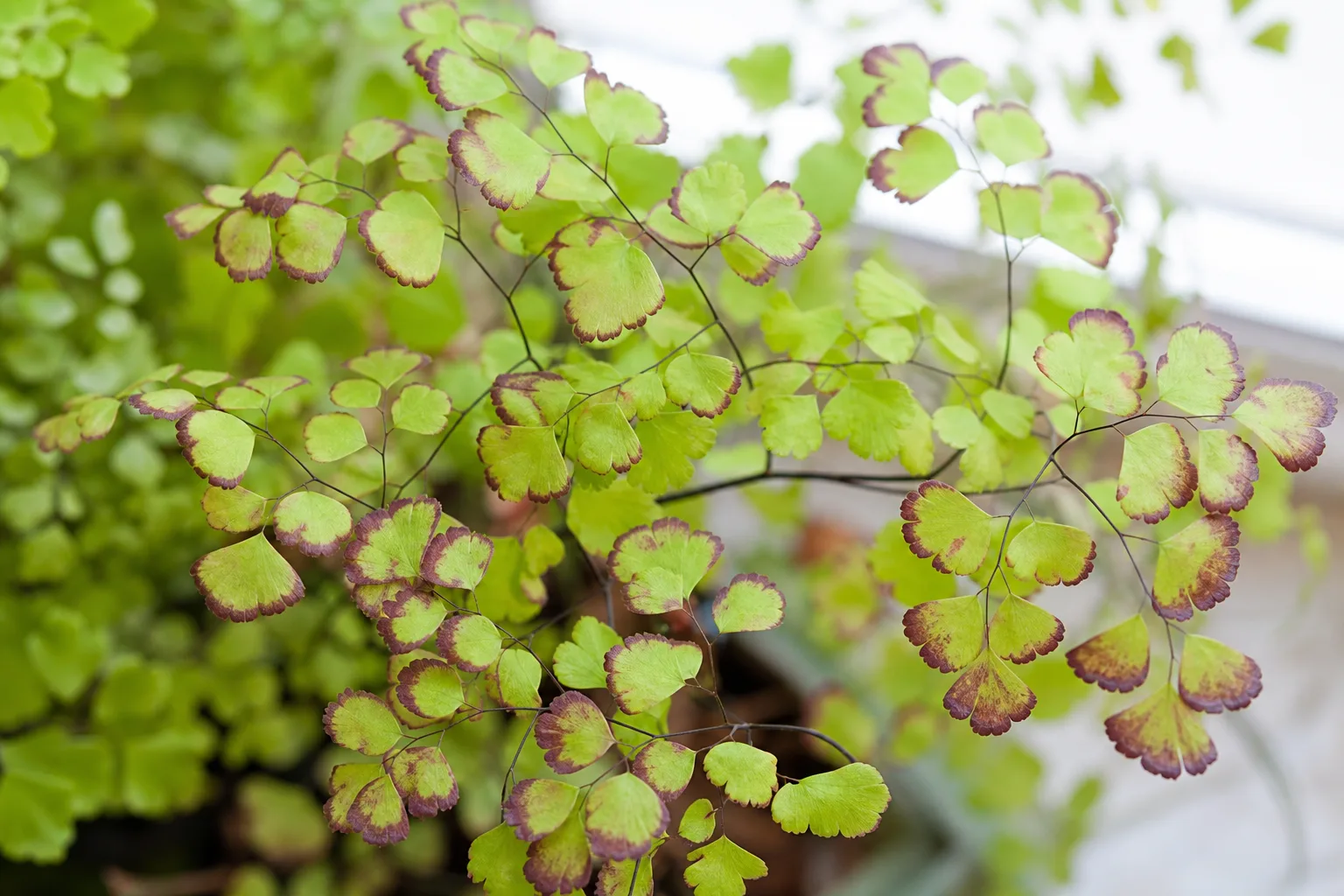 Purple Leaves on Maidenhair Fern - visible symptom on the plant