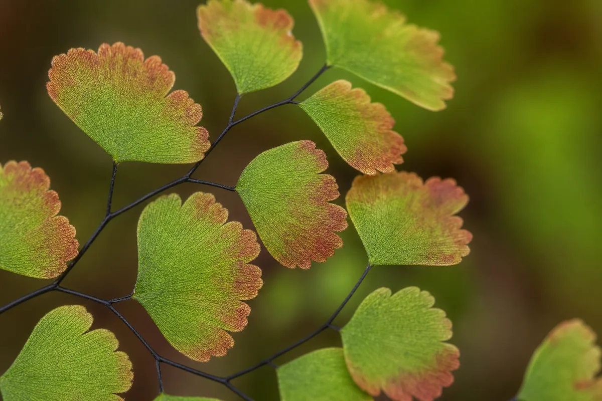 Close-up of Red Leaves on Maidenhair Fern - diagnostic detail