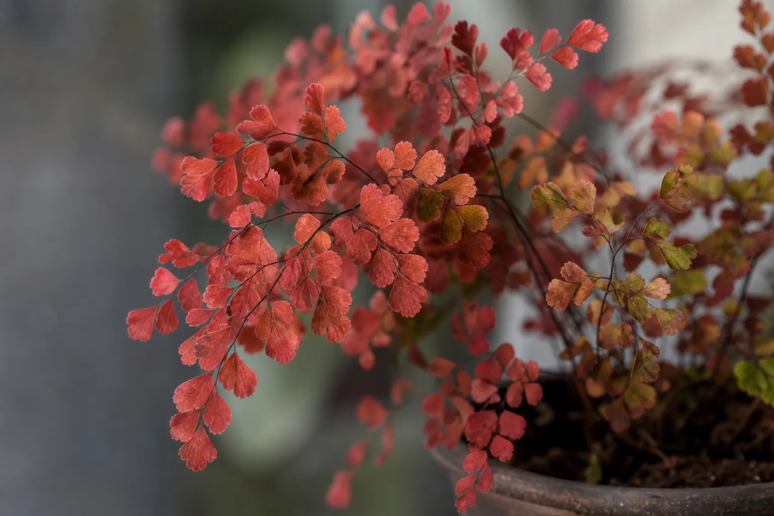 Red Leaves on Maidenhair Fern - visible symptom on the plant