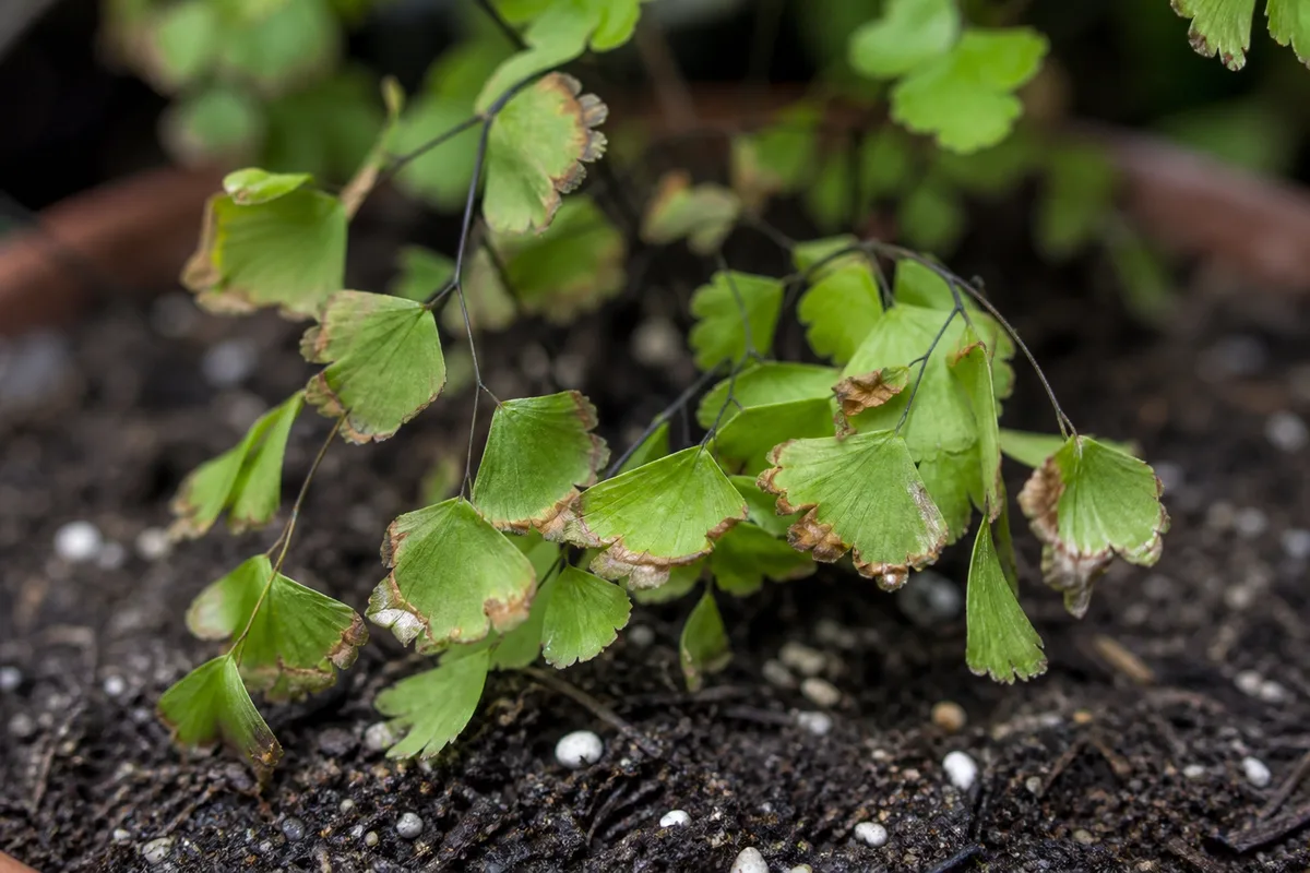 Close-up of Repotting Stress on Maidenhair Fern - diagnostic detail
