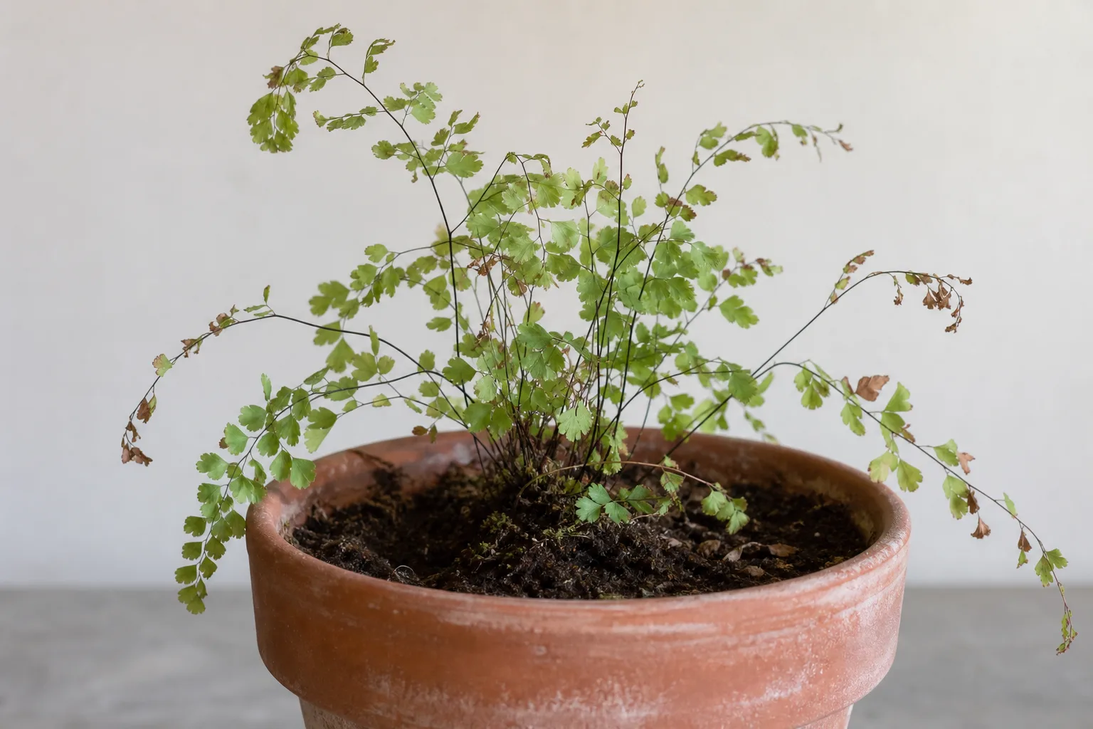 Repotting Stress on Maidenhair Fern - visible symptom on the plant