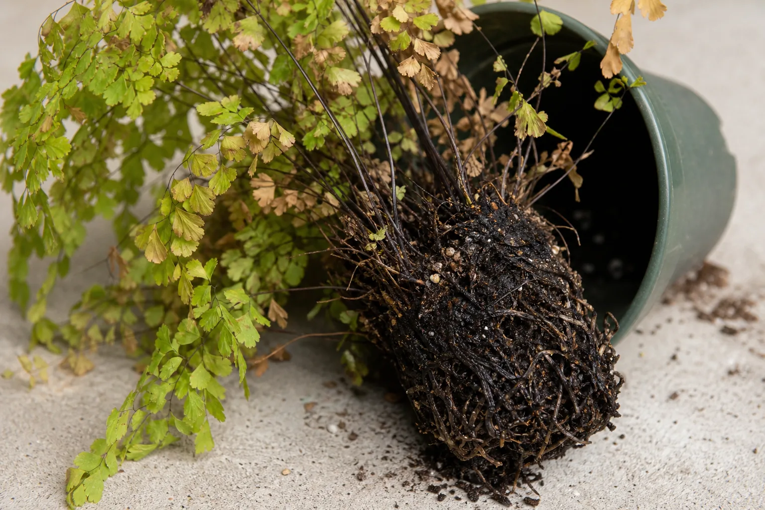 Root Rot on Maidenhair Fern - visible symptom on the plant
