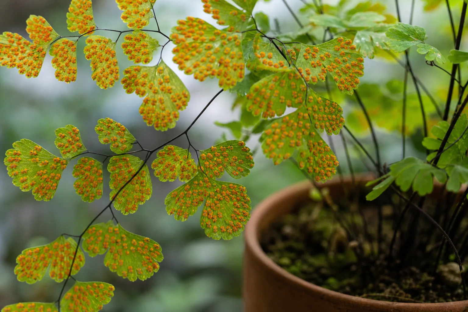 Rust Disease on Maidenhair Fern - visible symptom on the plant