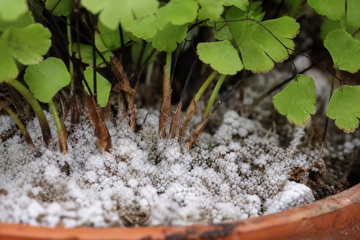 Close-up of Salt Build-up on Maidenhair Fern - diagnostic detail