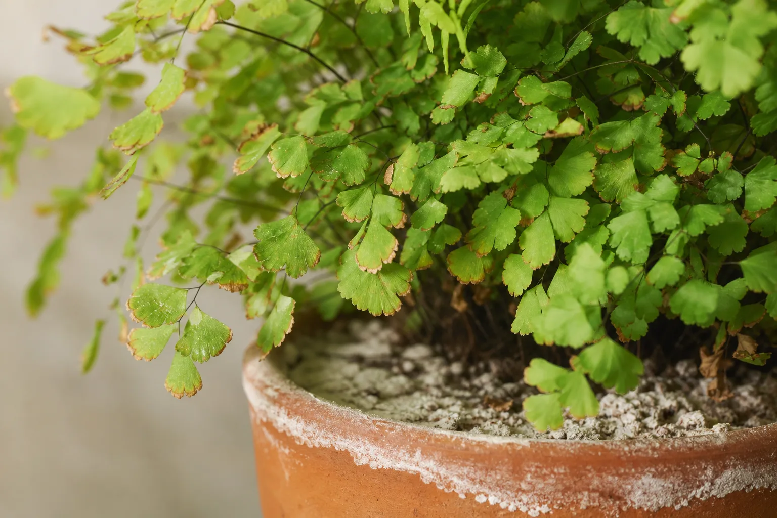 Salt Build-up on Maidenhair Fern - visible symptom on the plant