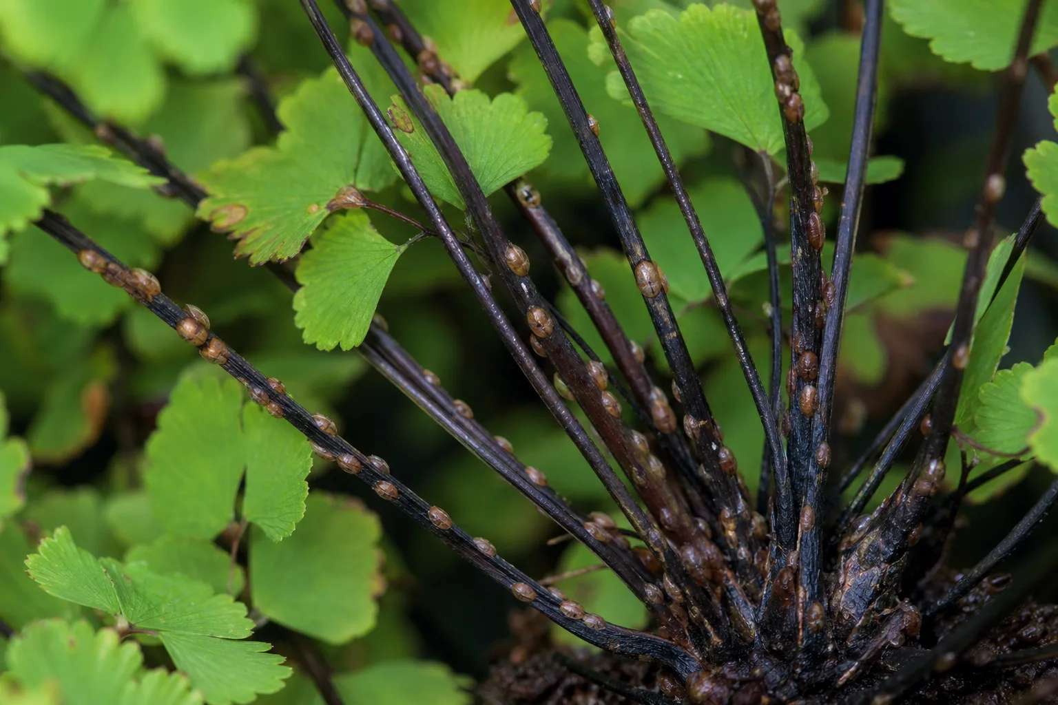 Scale Insects on Maidenhair Fern - visible symptom on the plant