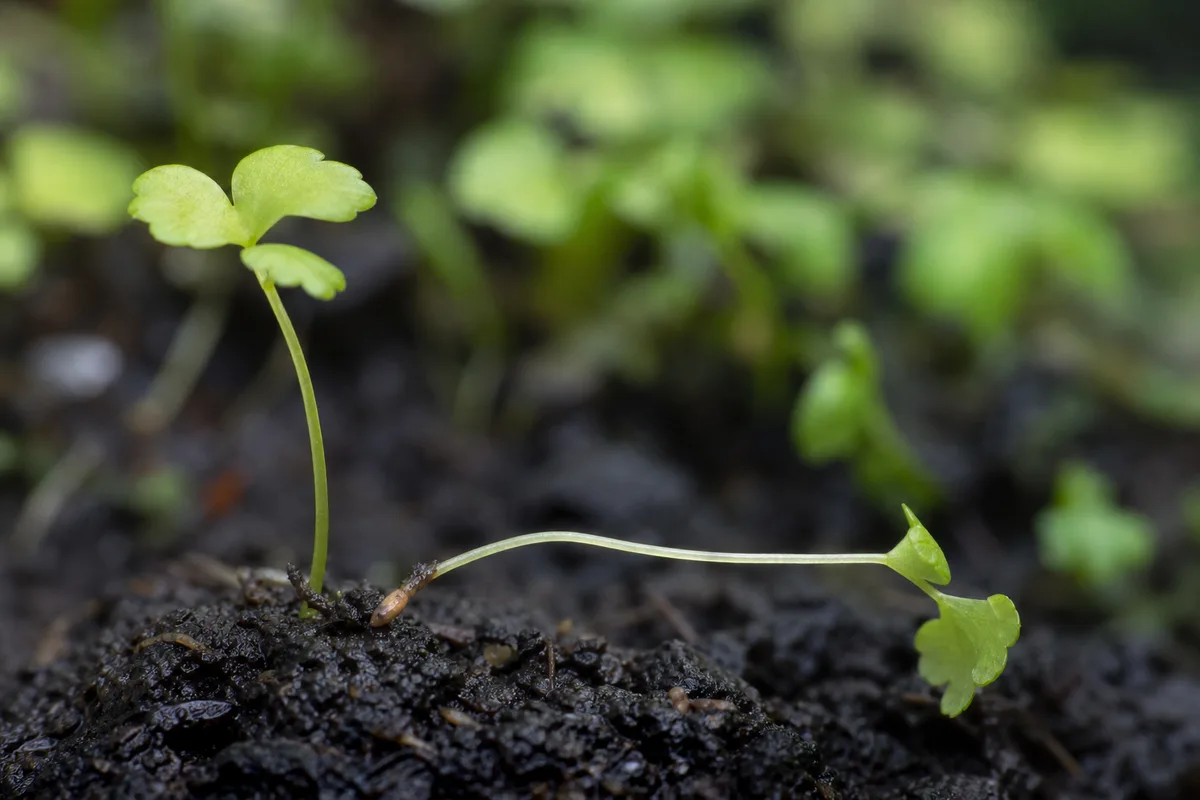 Close-up of Seedlings Falling Over on Maidenhair Fern - diagnostic detail